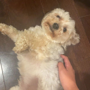 Meet your Posher, Laila